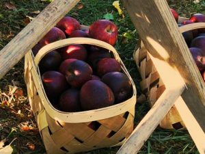 quoi faire à montréal pour l'action de grâce - cueillette pommes