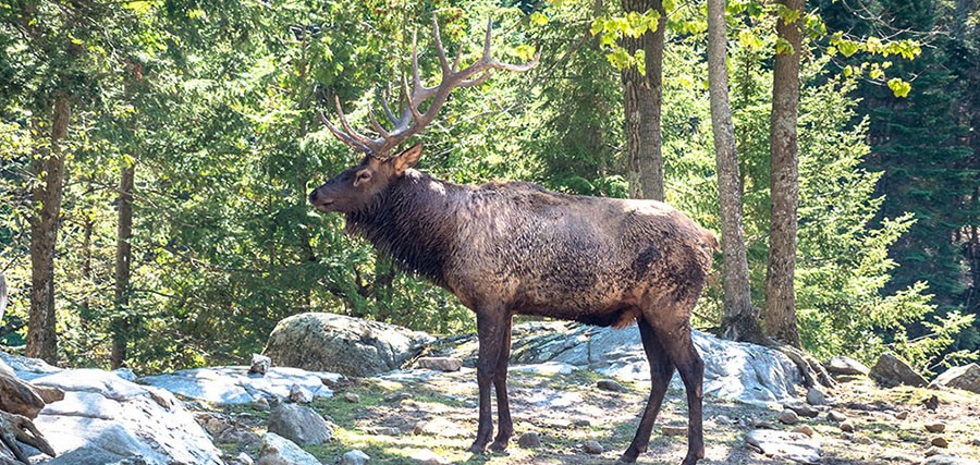 Caribou Parc Oméga | Montréal CityCrunch