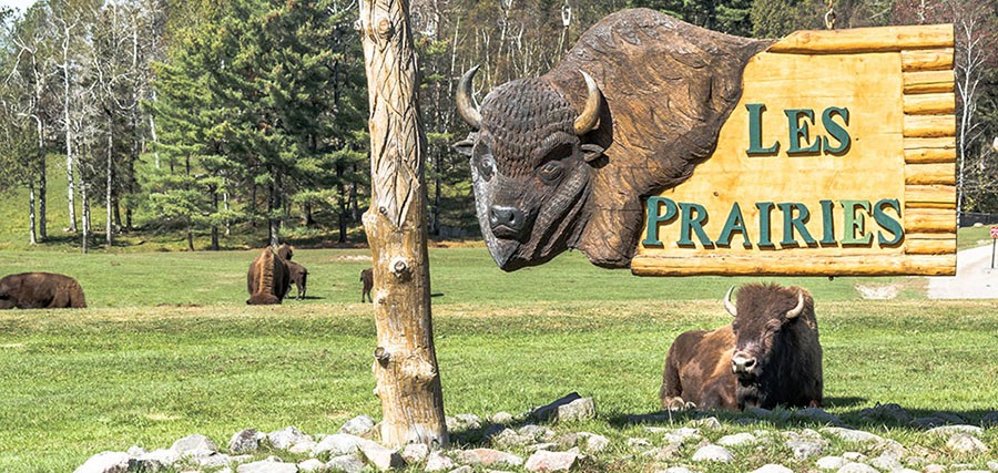 bisons-parc-omega-montreal bison-parc-omega-montreal