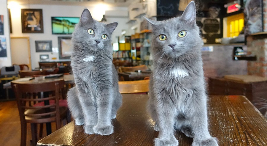 chat-lheureux-montreal-insolite-montreal-citycrunch