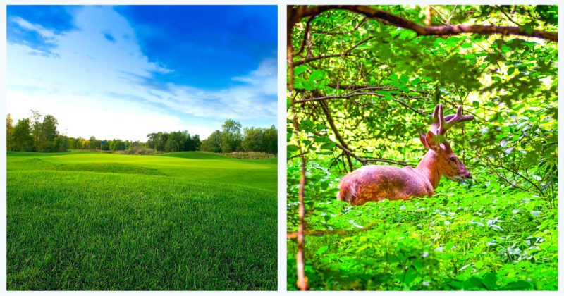 golf-metropolitain-anjou-montreal-blogue-montreal-citycrunch